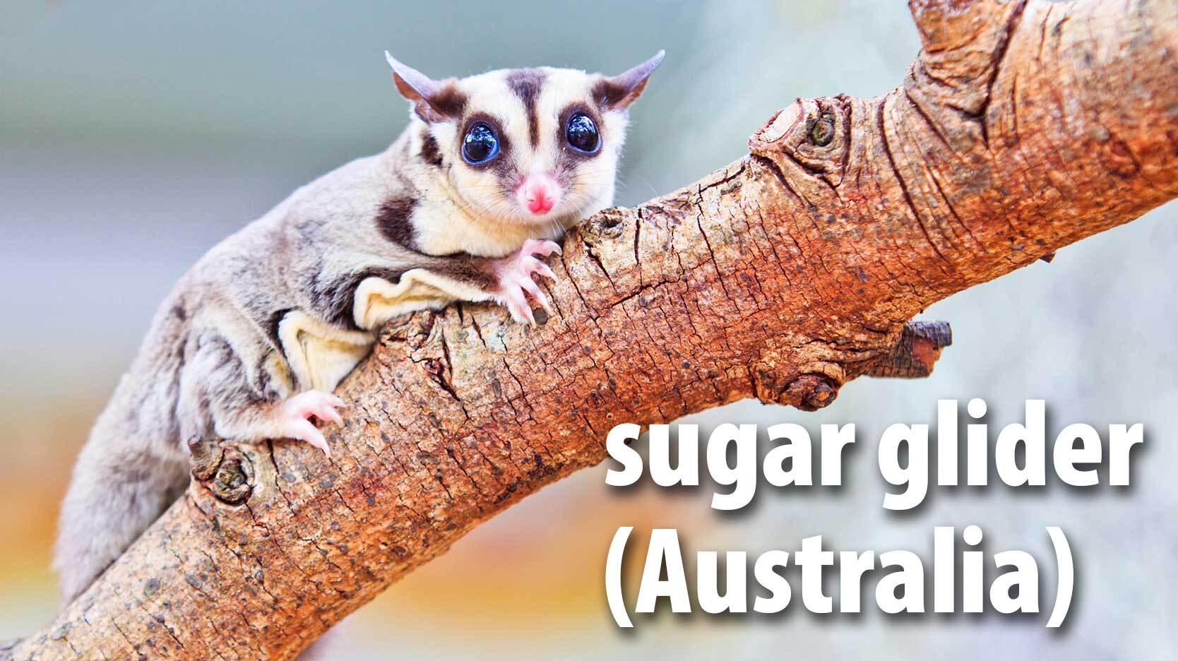 sugar glider mammal Australia