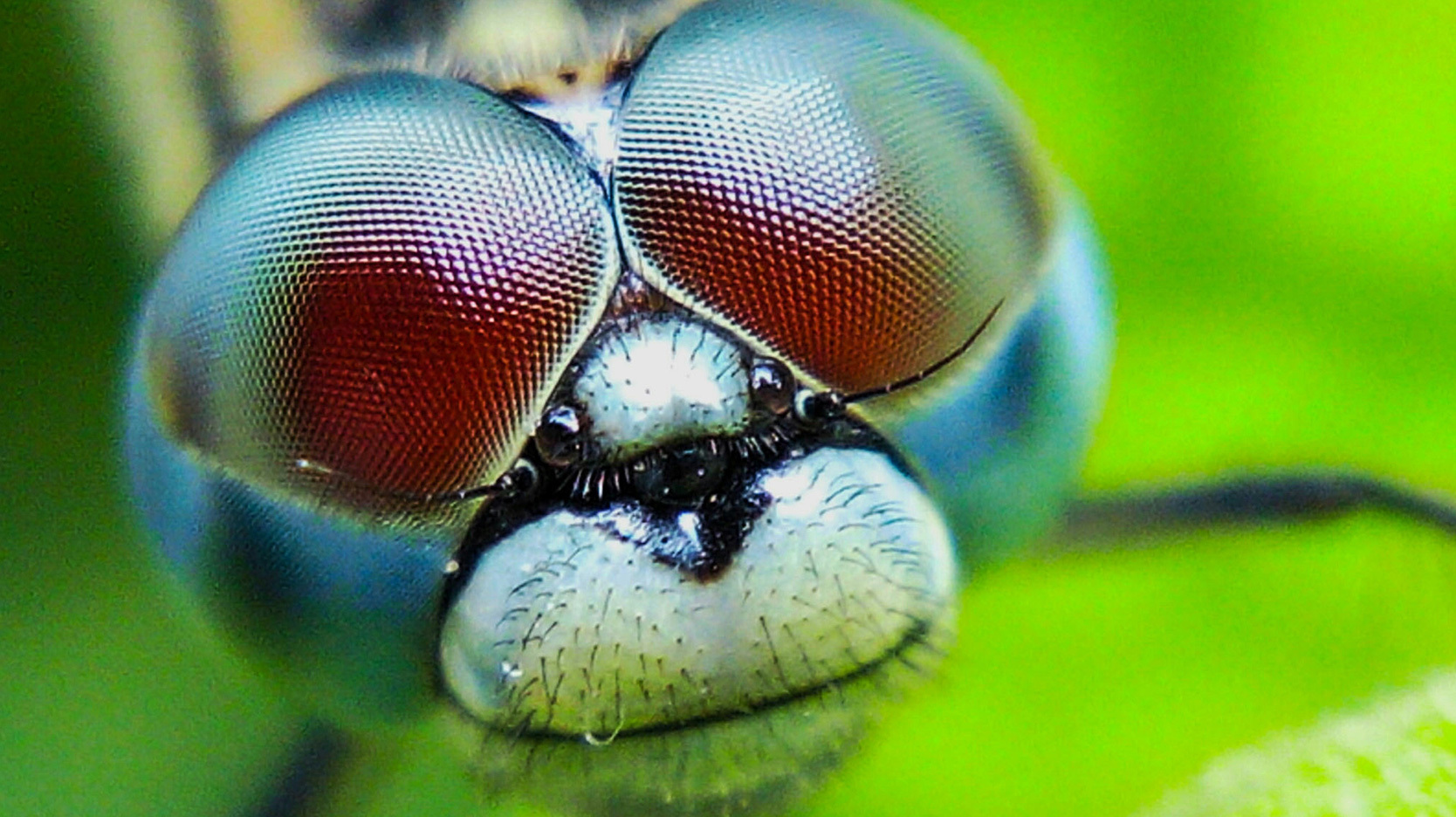 Close-Up Of Dragonfly