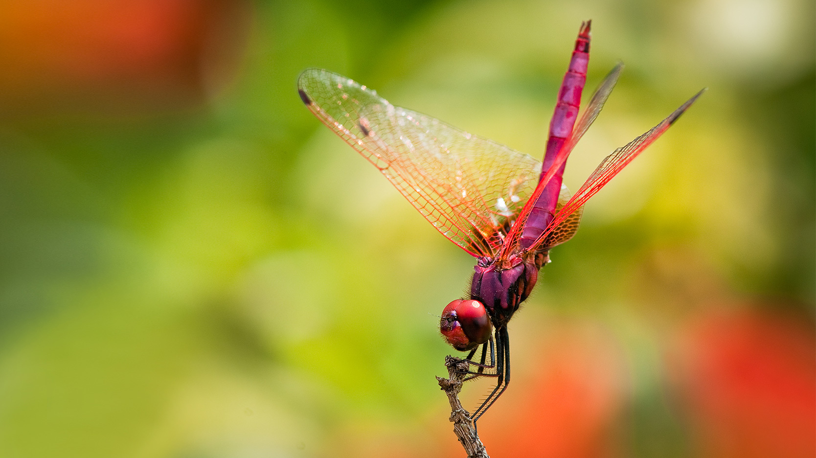 Dragonflies headstand