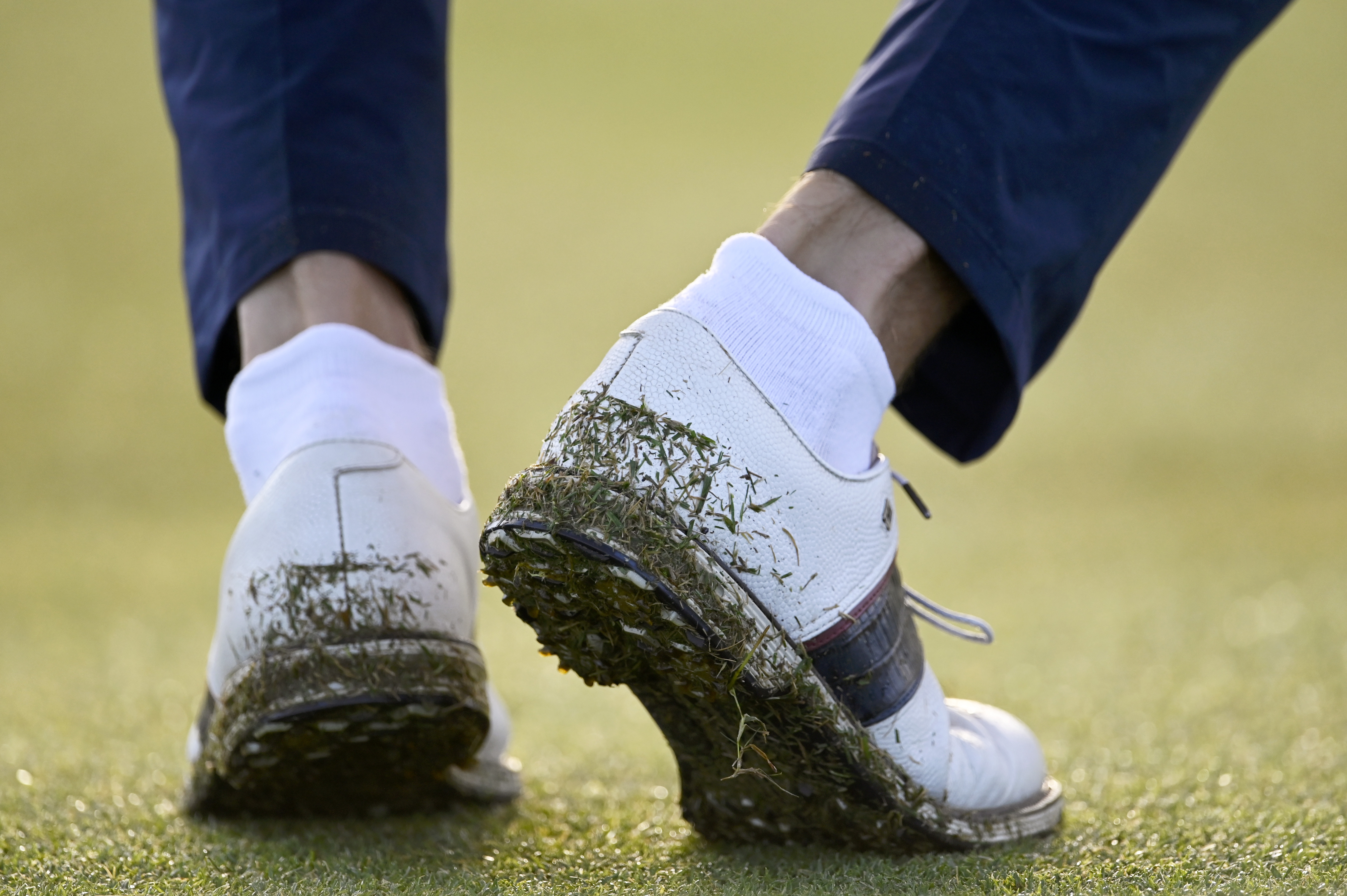 Wet golf shoes covered in blades of grass