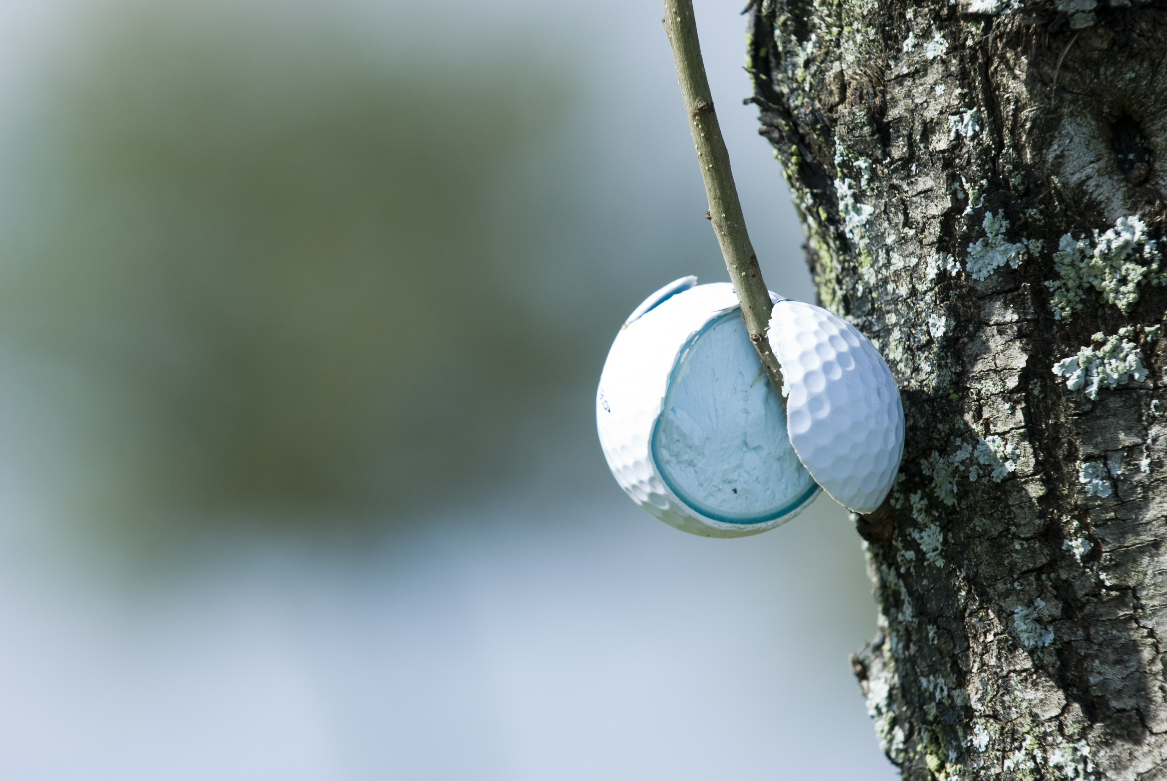 Broken golf ball in tree