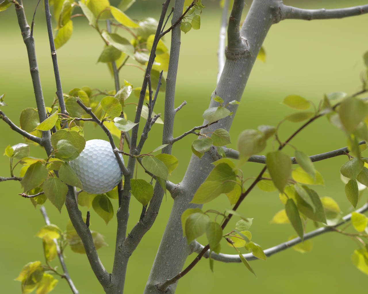 Golf ball stuck in tree