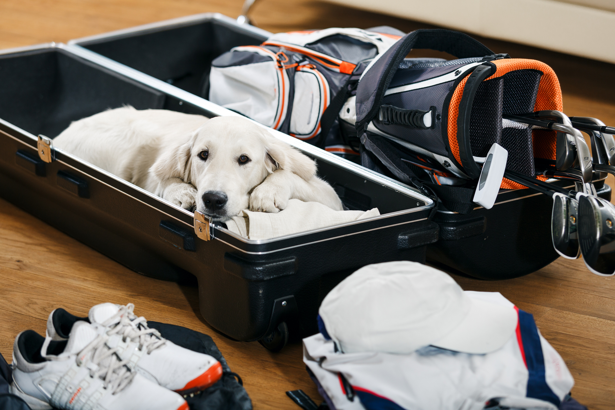 Golf travel bag packed with clubs and dog