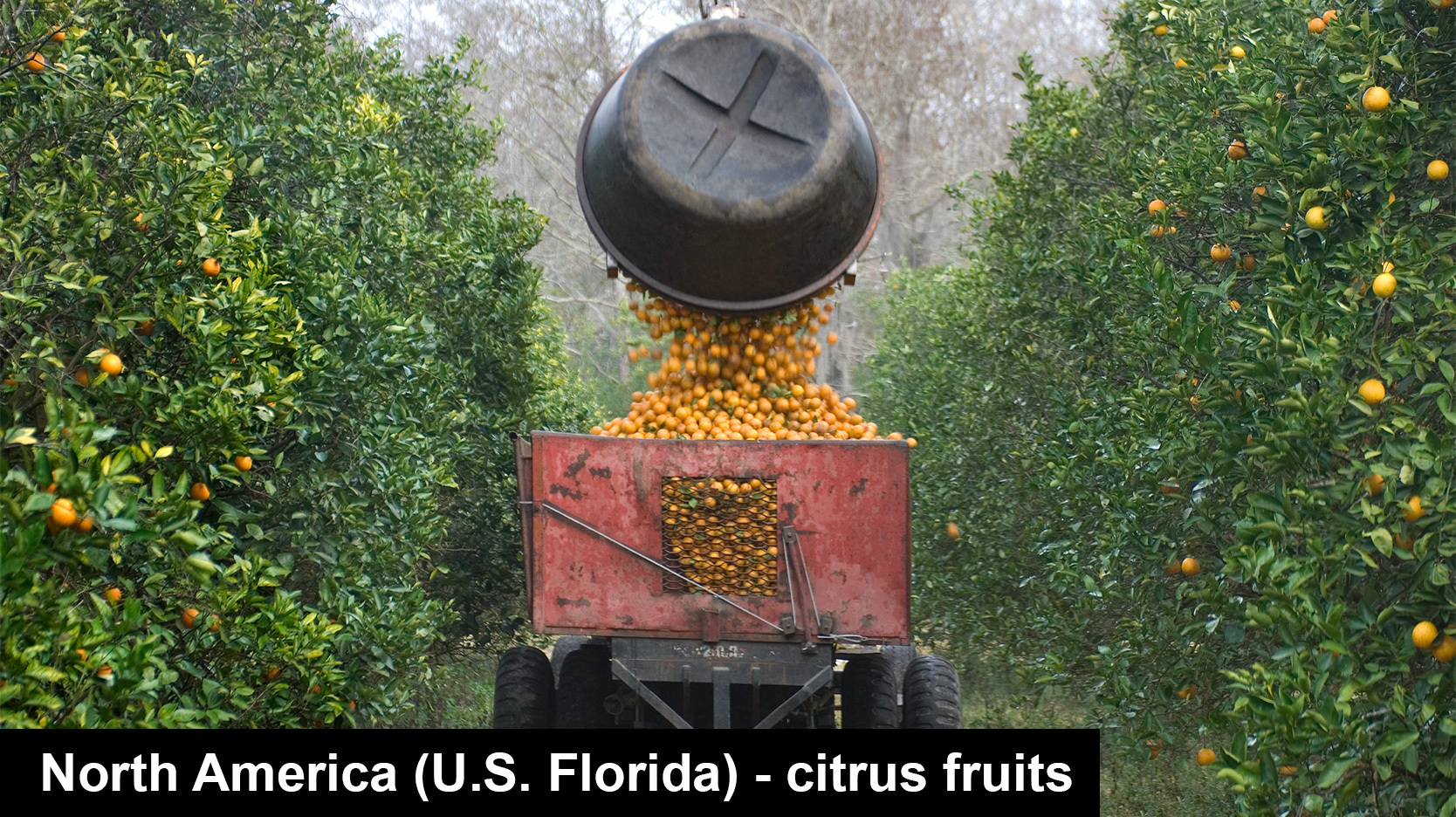 North America Florida citrus fruits oranges