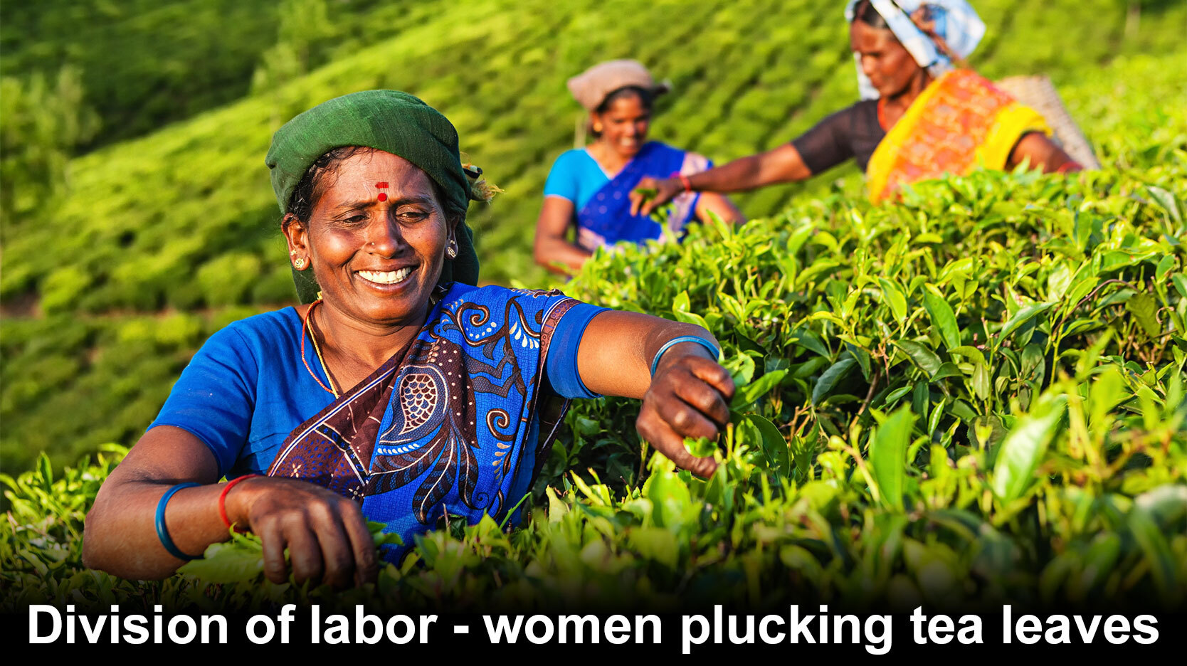 Indian women picking tea leaves