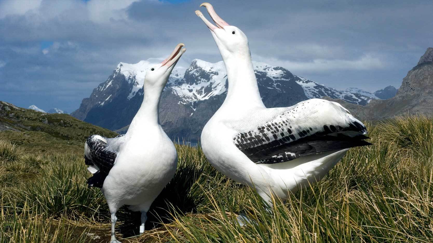 two Wandering Albatross standing