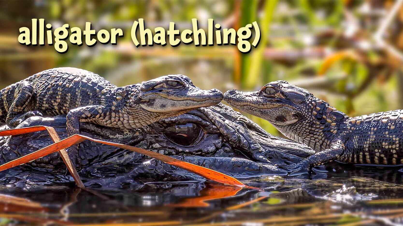 alligator hatchling