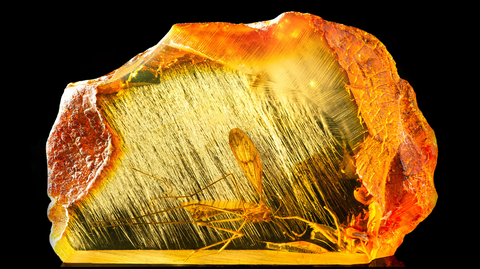Baltic amber containing part of an ancient fossilized dragonfly