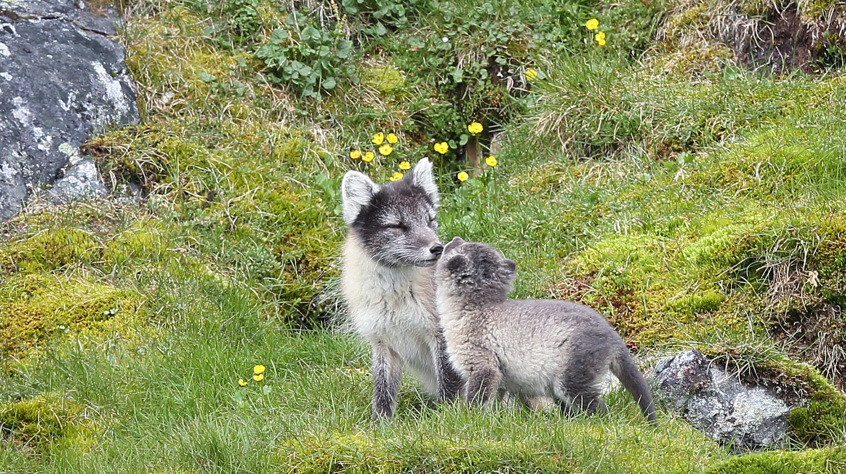 arctic fox mother and pup