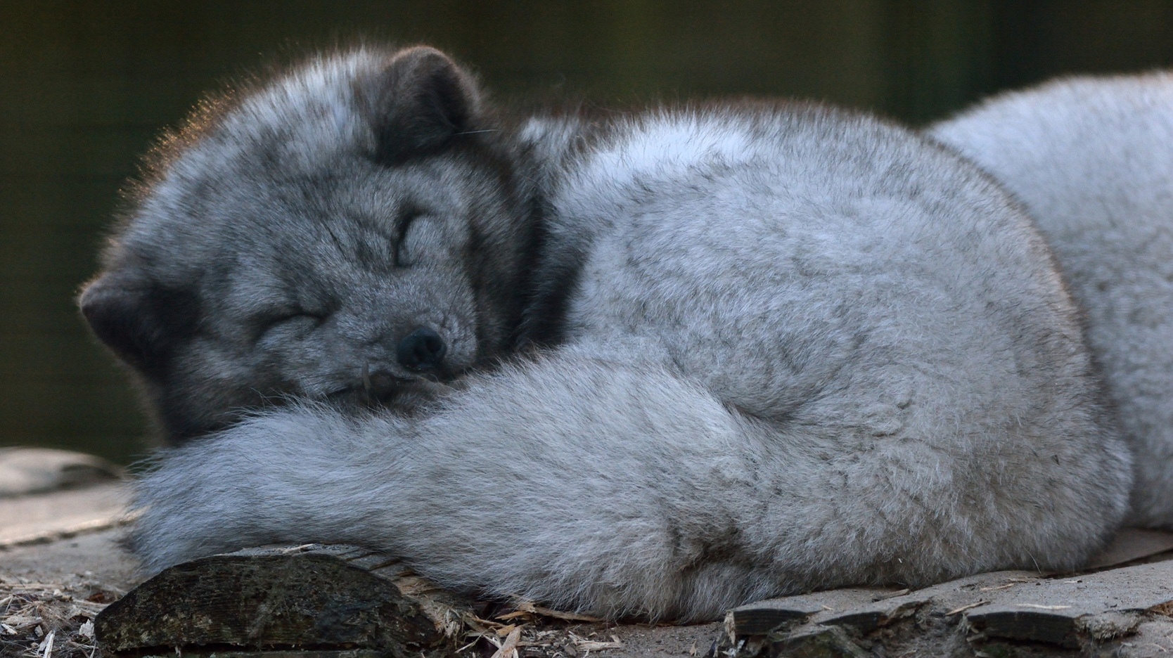 arctic fox sleeping