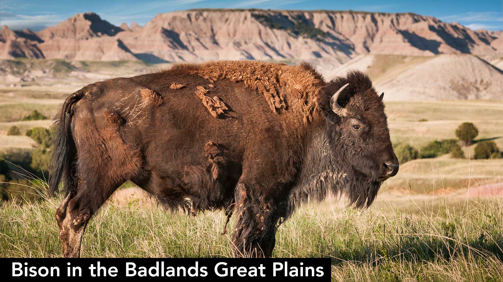 bison badlands great plains united states