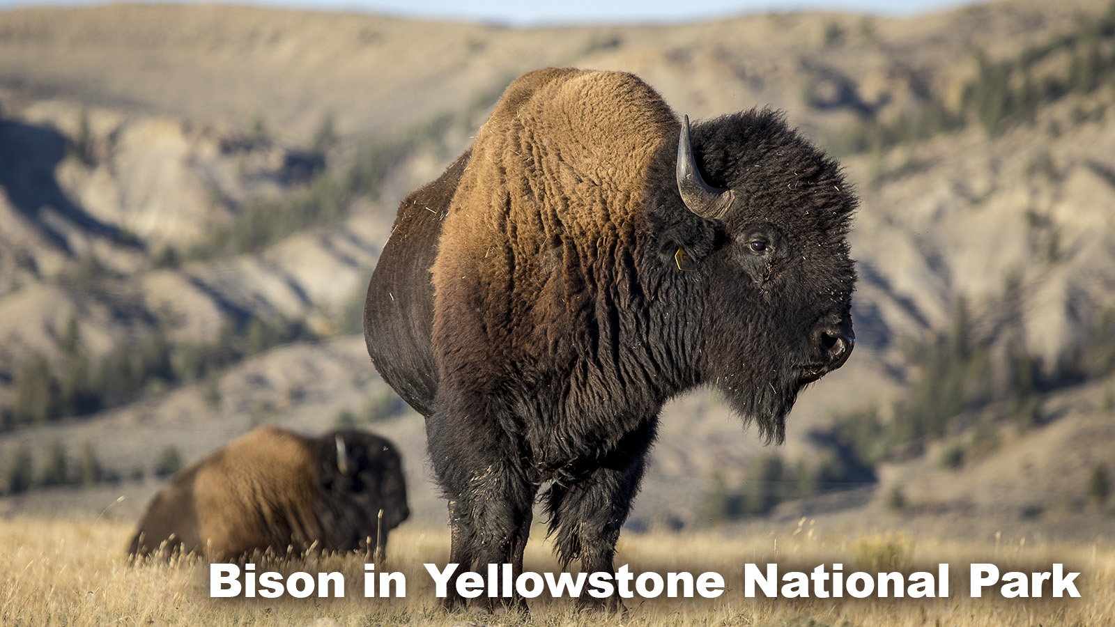 Example of Grasslands Biome animal bison