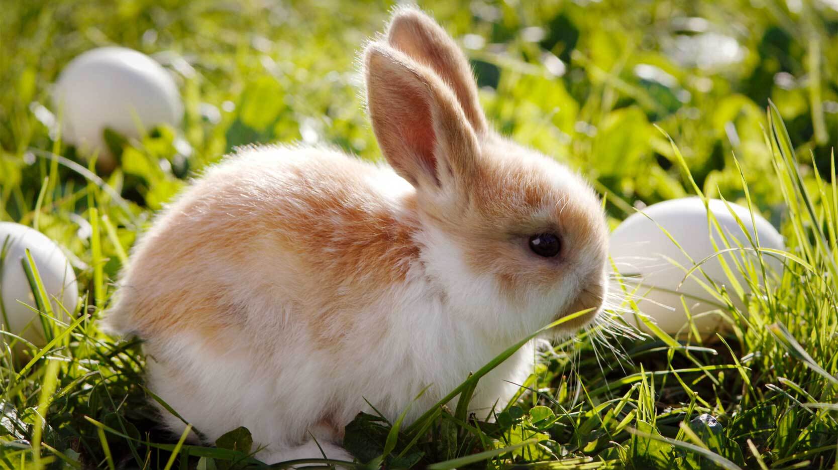 bunny rabbit symbol fertility
