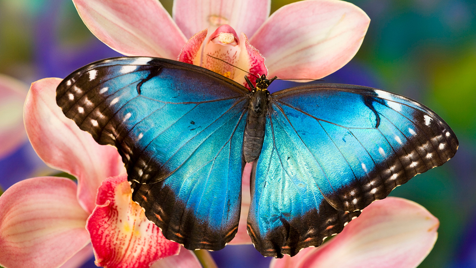 herbivore butterfly drinks nectar