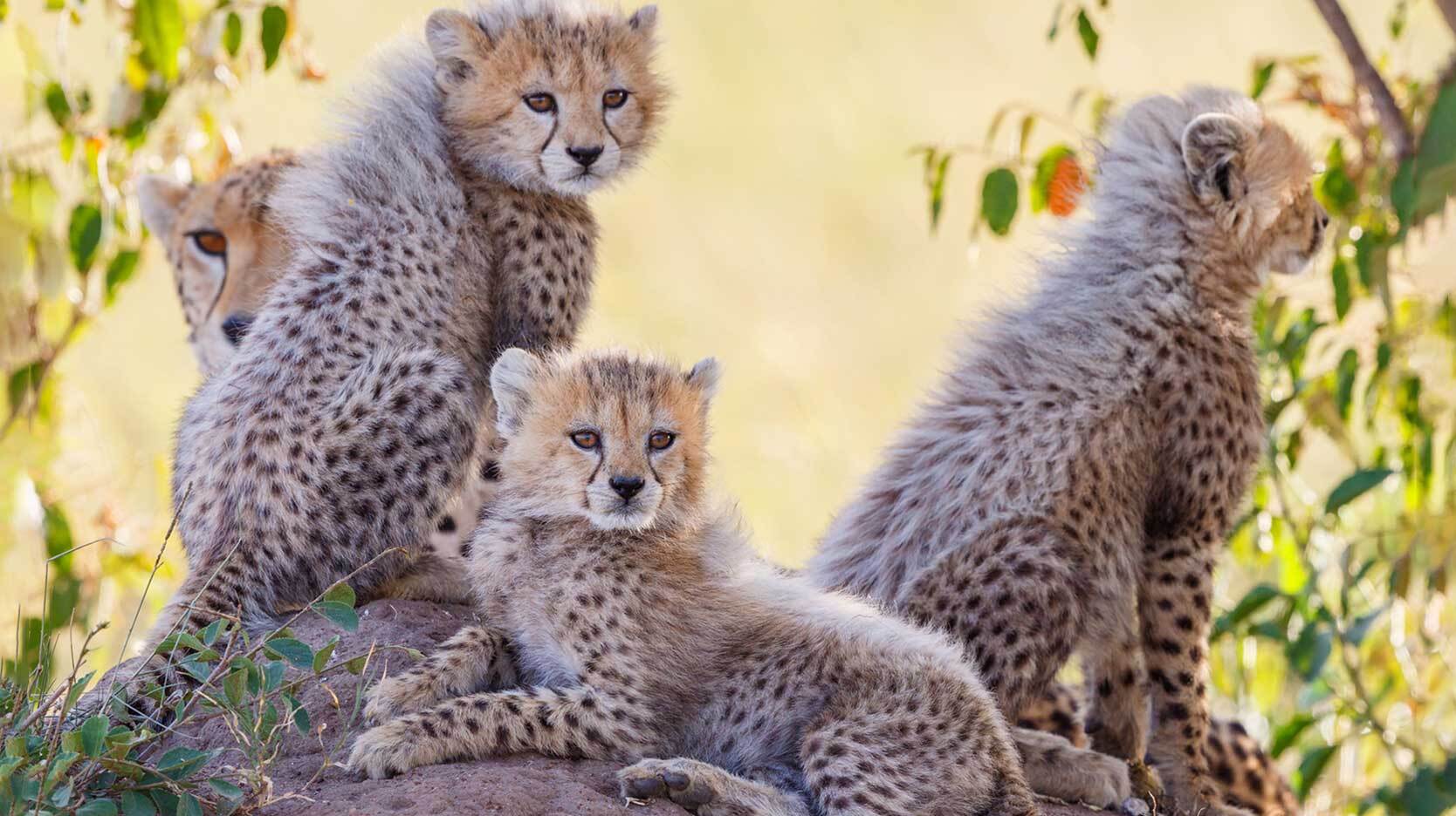 cheetah cubs with mother Kenya
