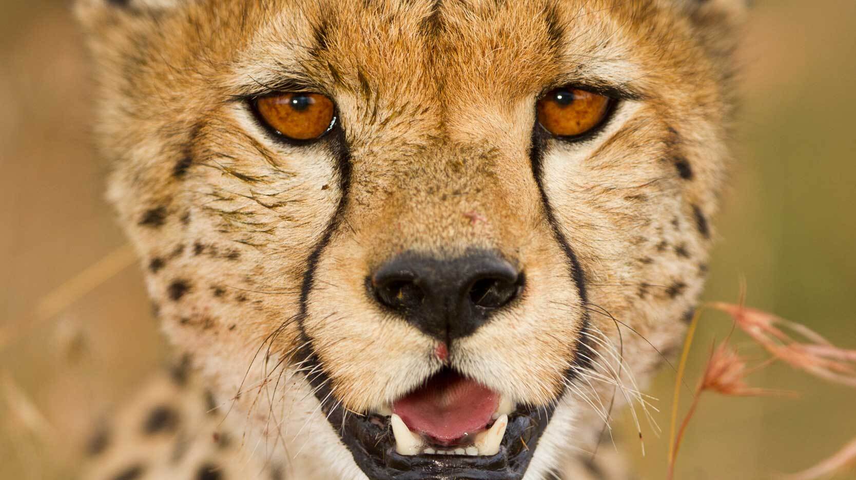 cheetah markings eyes sun protection