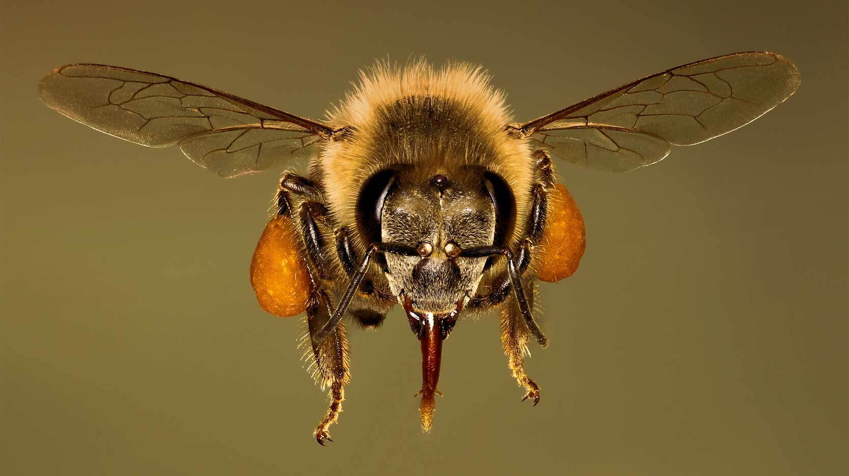 close up honey bee