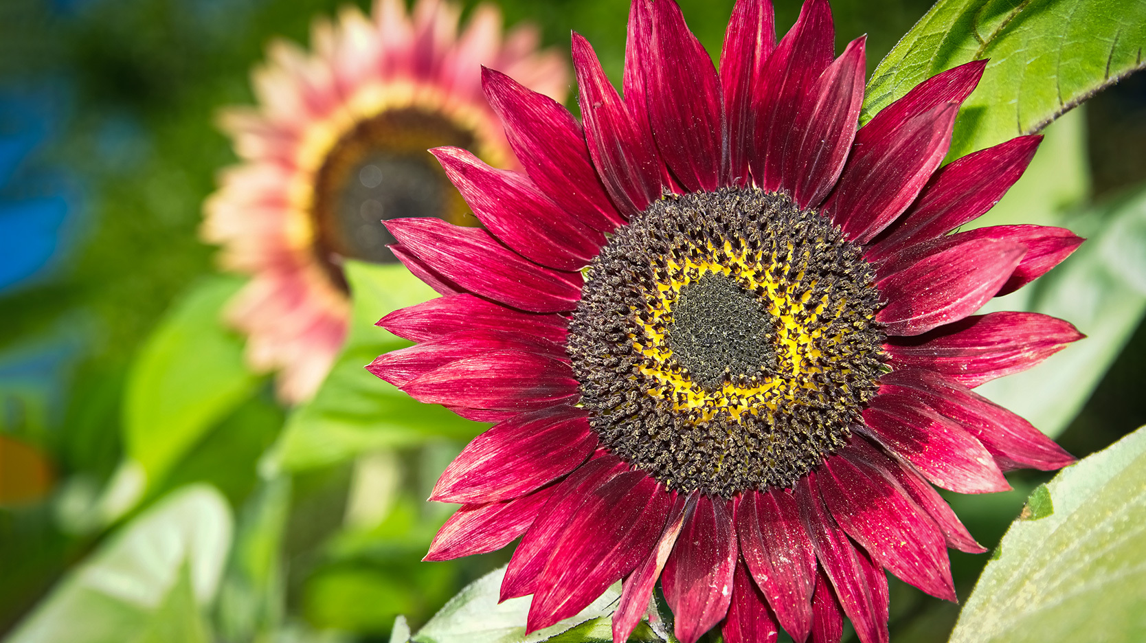 colorful red sunflower
