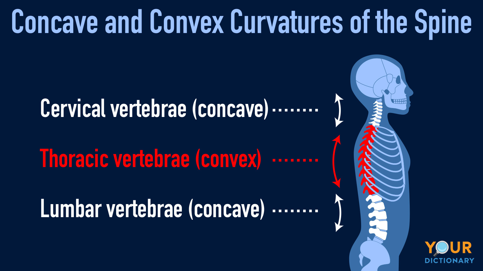 concave convex curvatures of spine