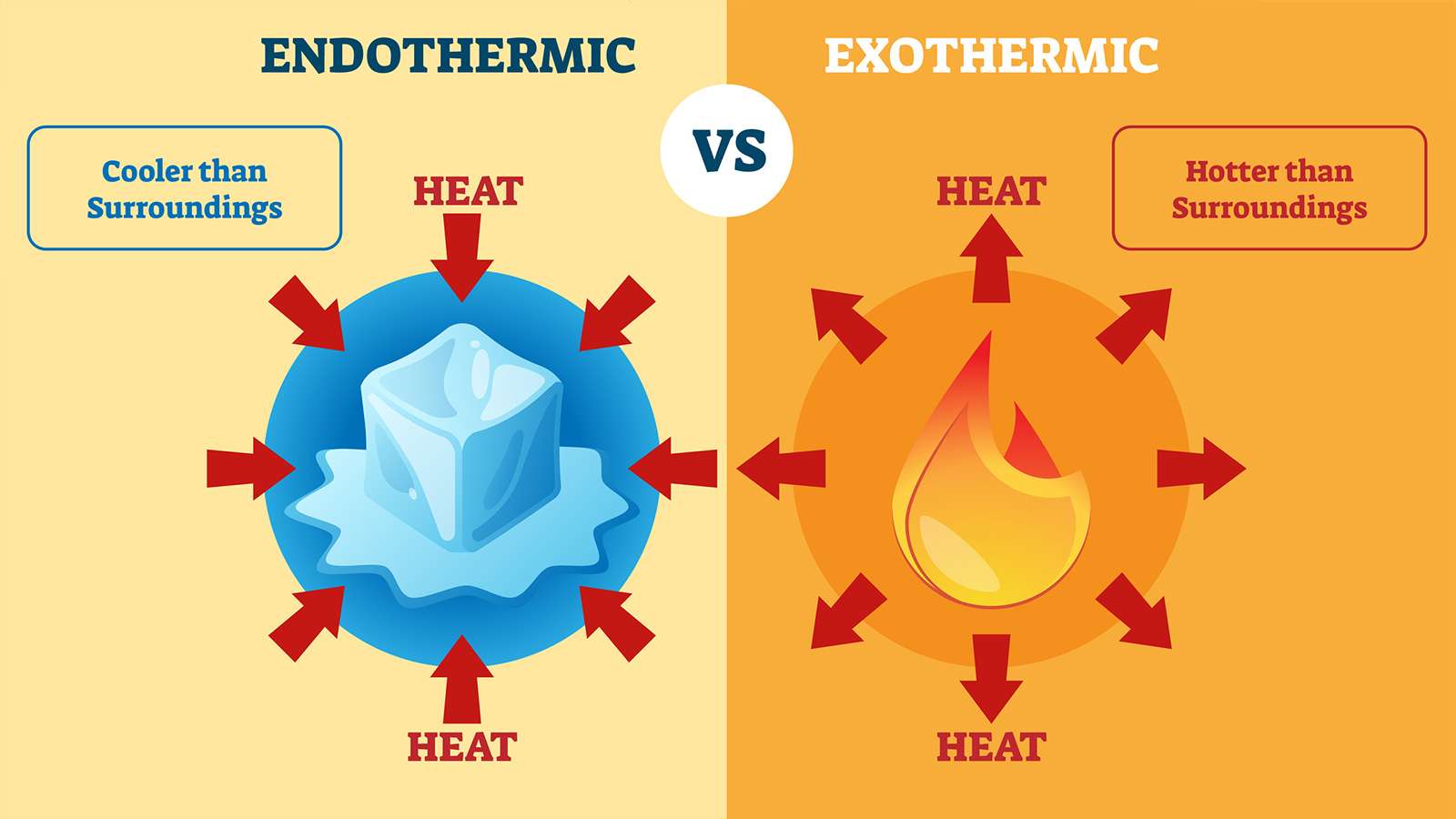 Exothermic or is endothermic photosynthesis 15.13: Photosynthesis