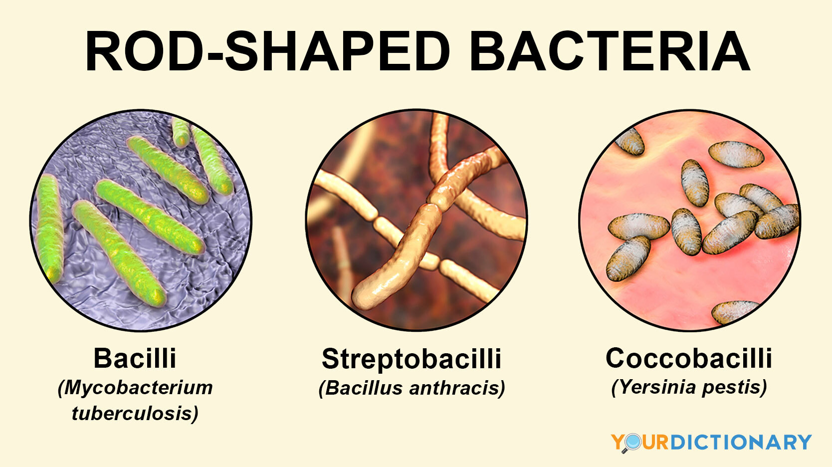 examples of bacteria that are rod-shaped