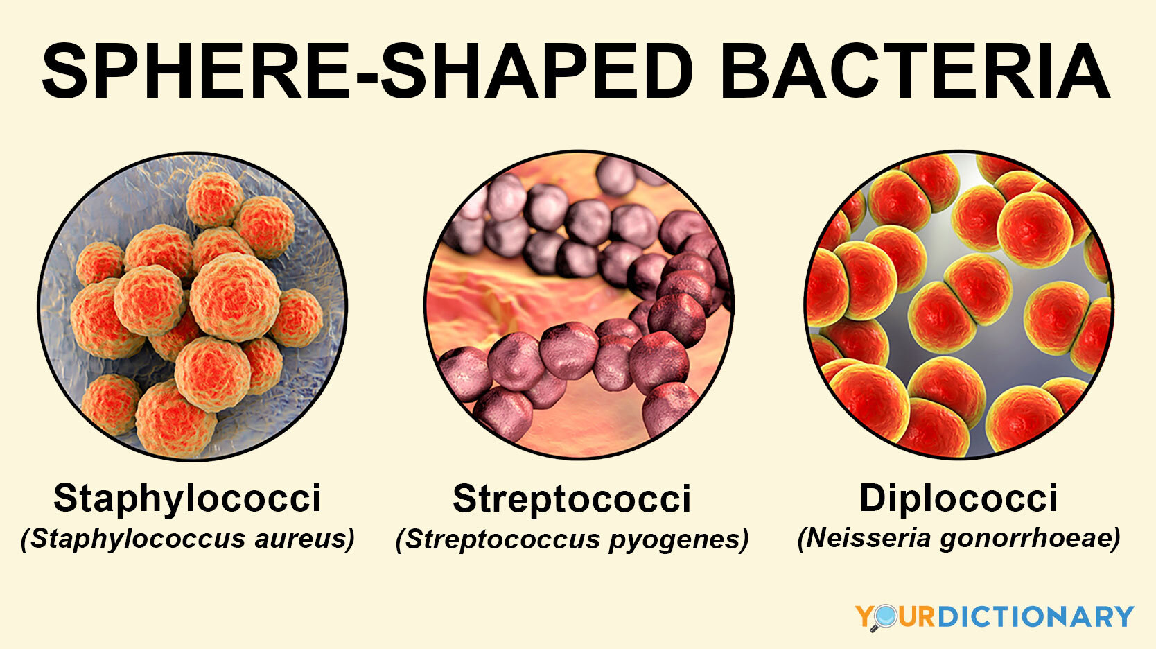 examples of bacteria that are sphere-shaped