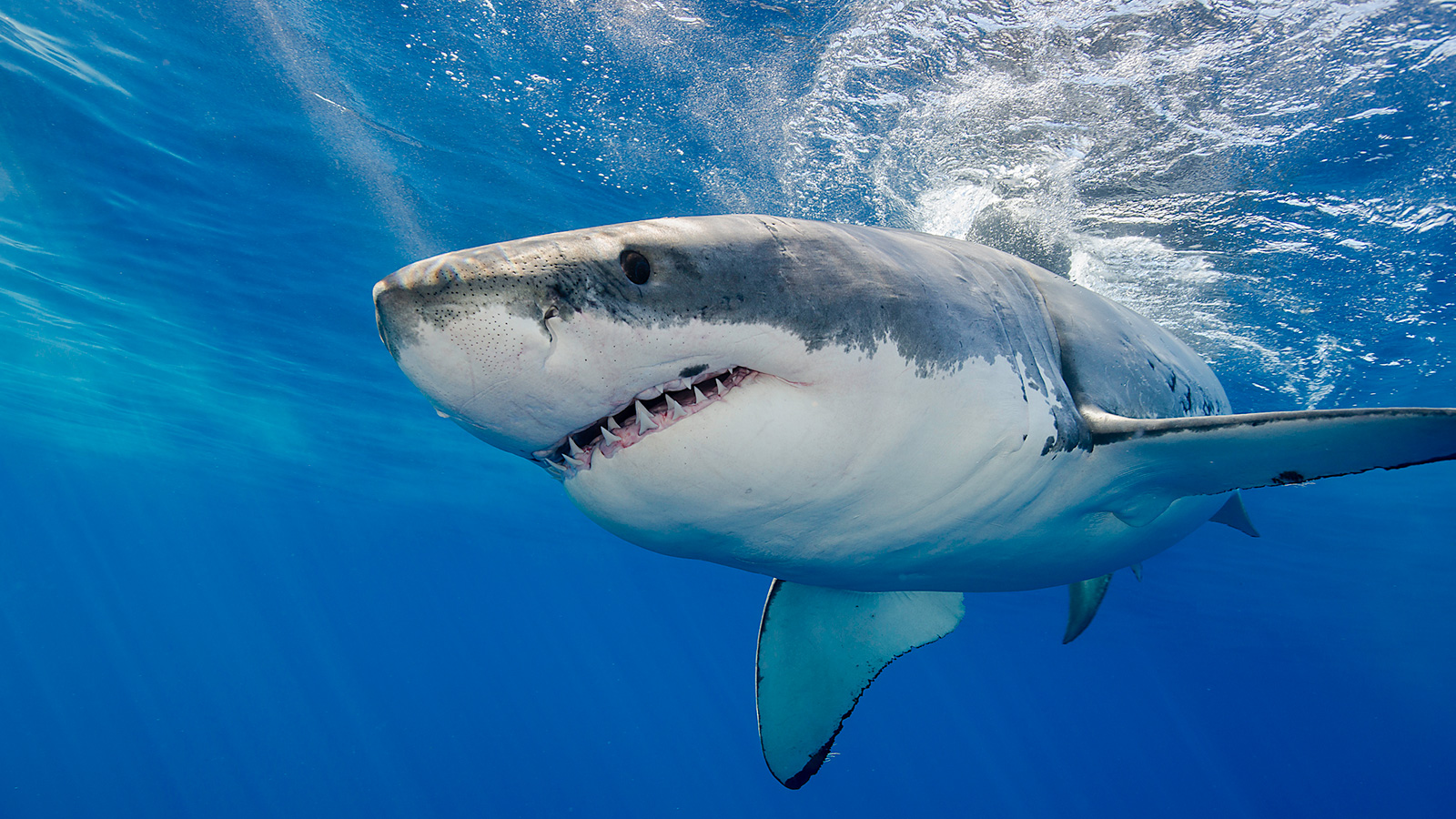 great white shark carnivore