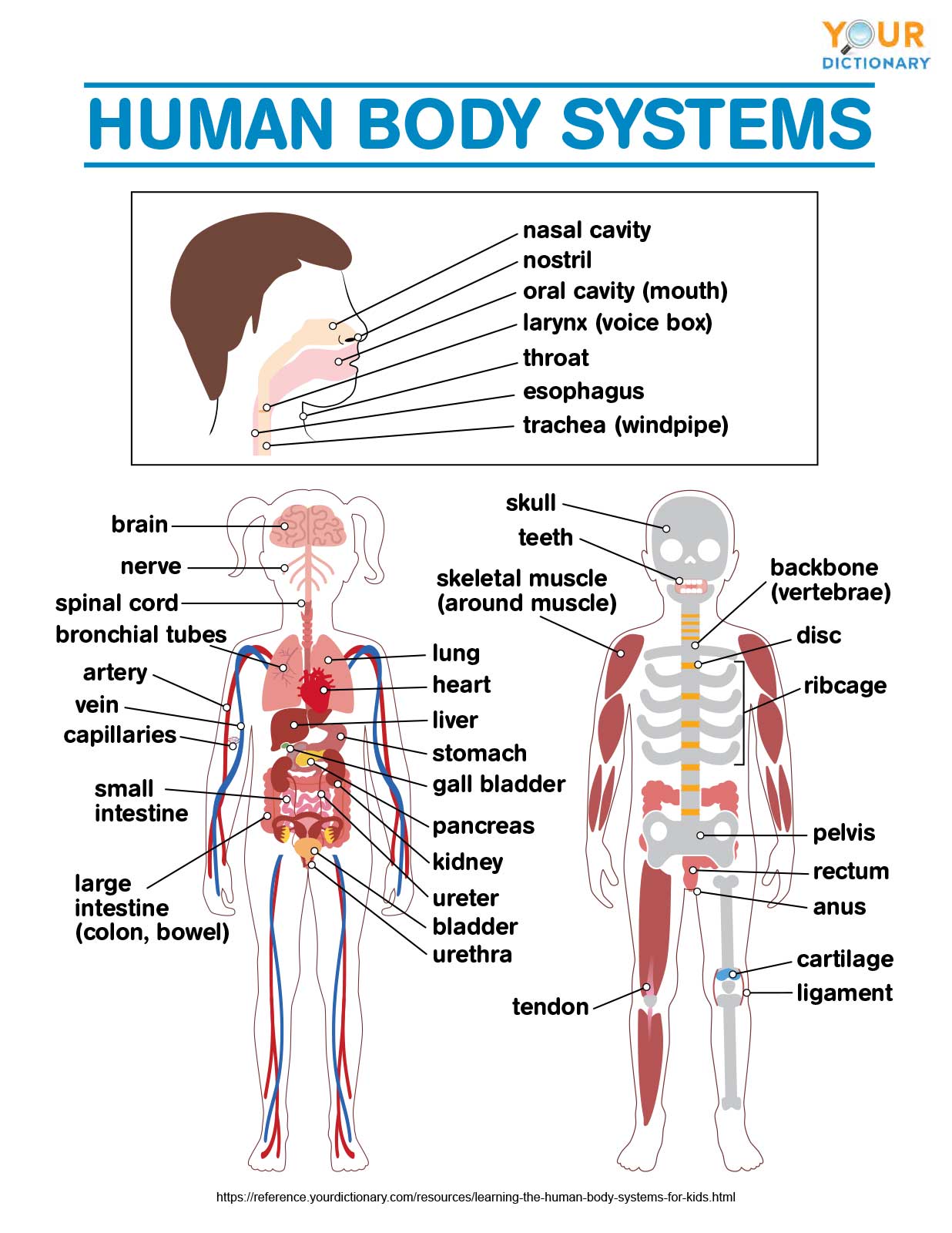 human body systems diagram worksheet