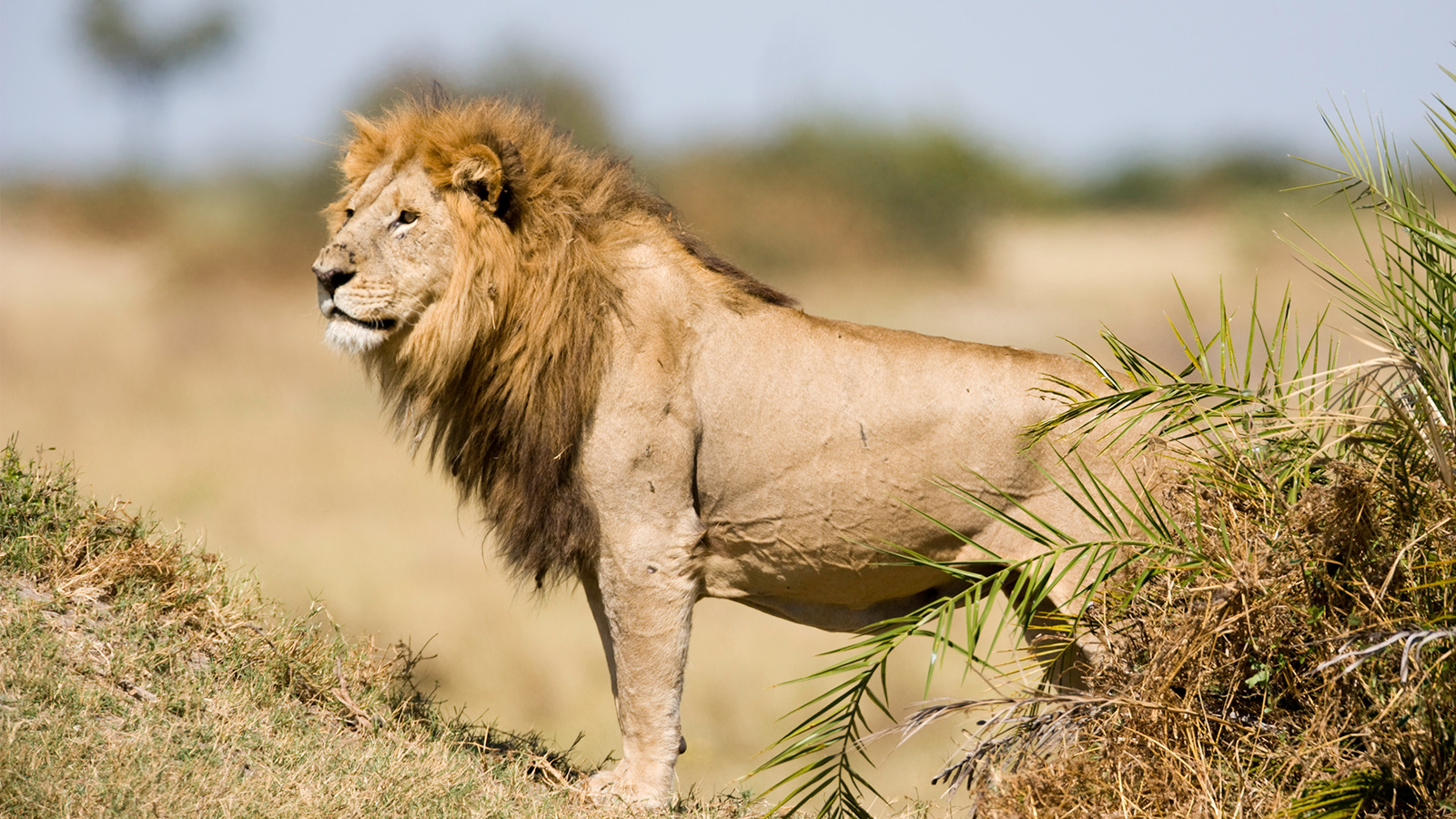 a male lion is a carnivore