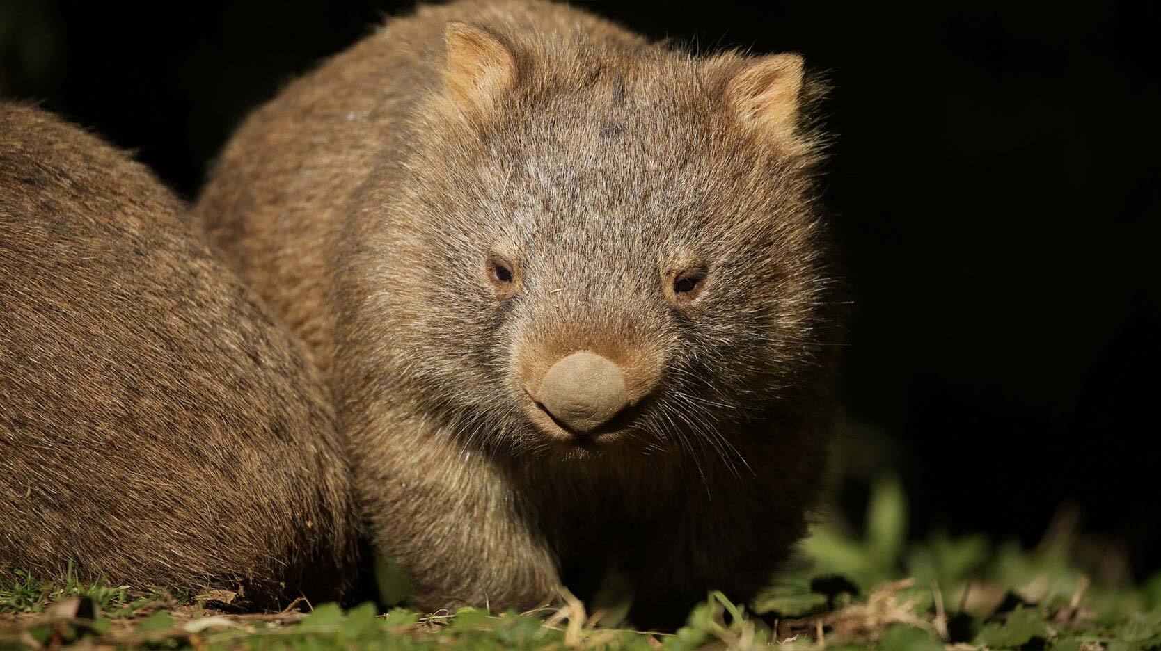 marsupial animal example of a wombat