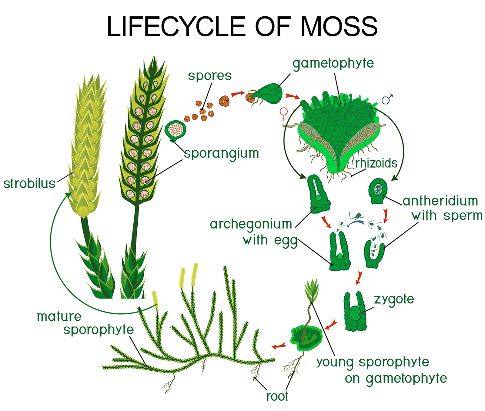 lifecycle of moss