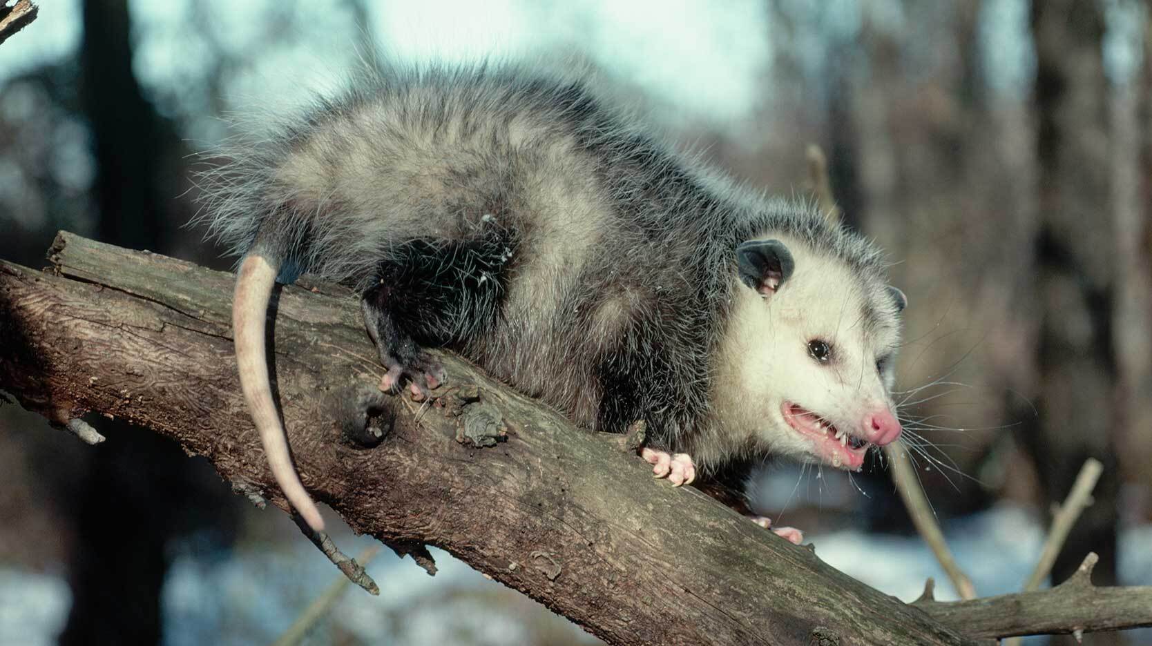 opossum fact gray or whitish fur