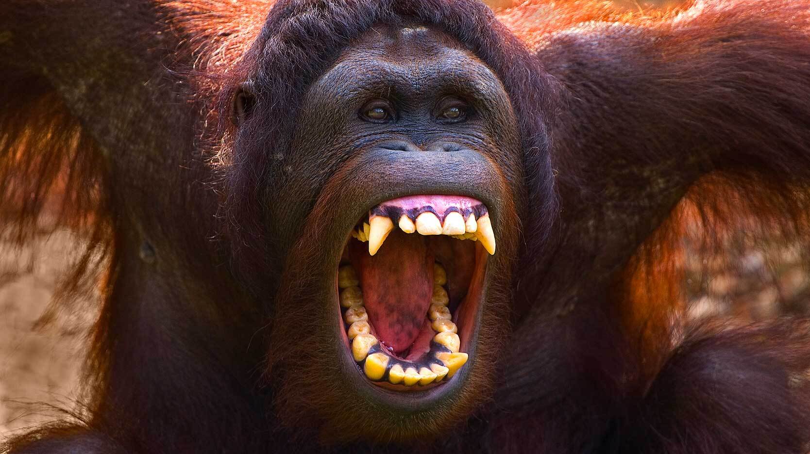 orangutan showing teeth