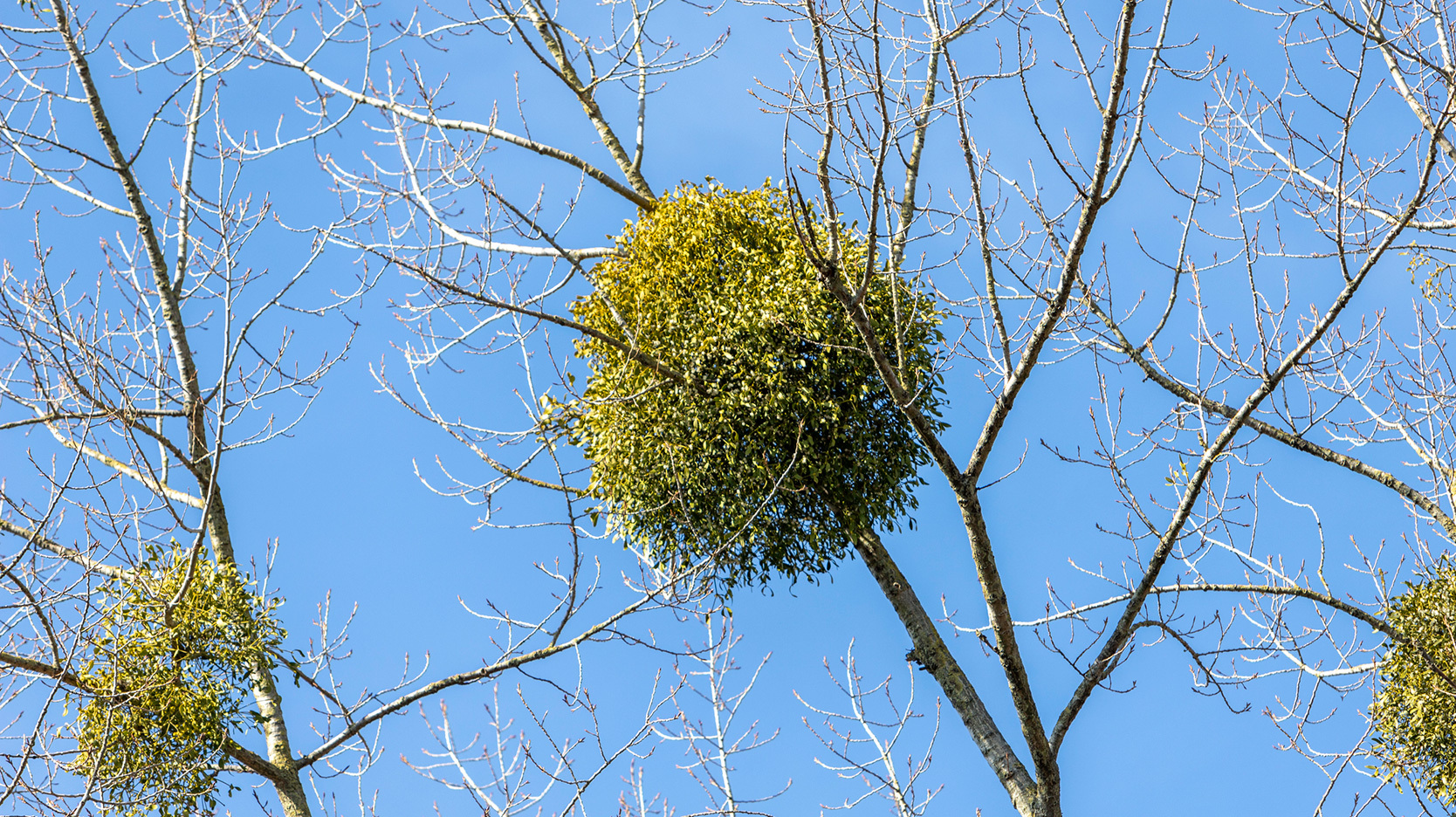 parasitism example of mistletoe on winter tree