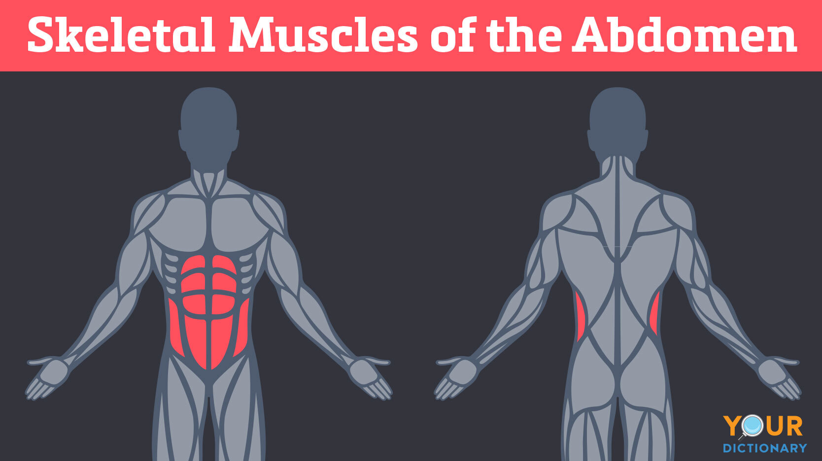 skeletal muscles of the abdomen
