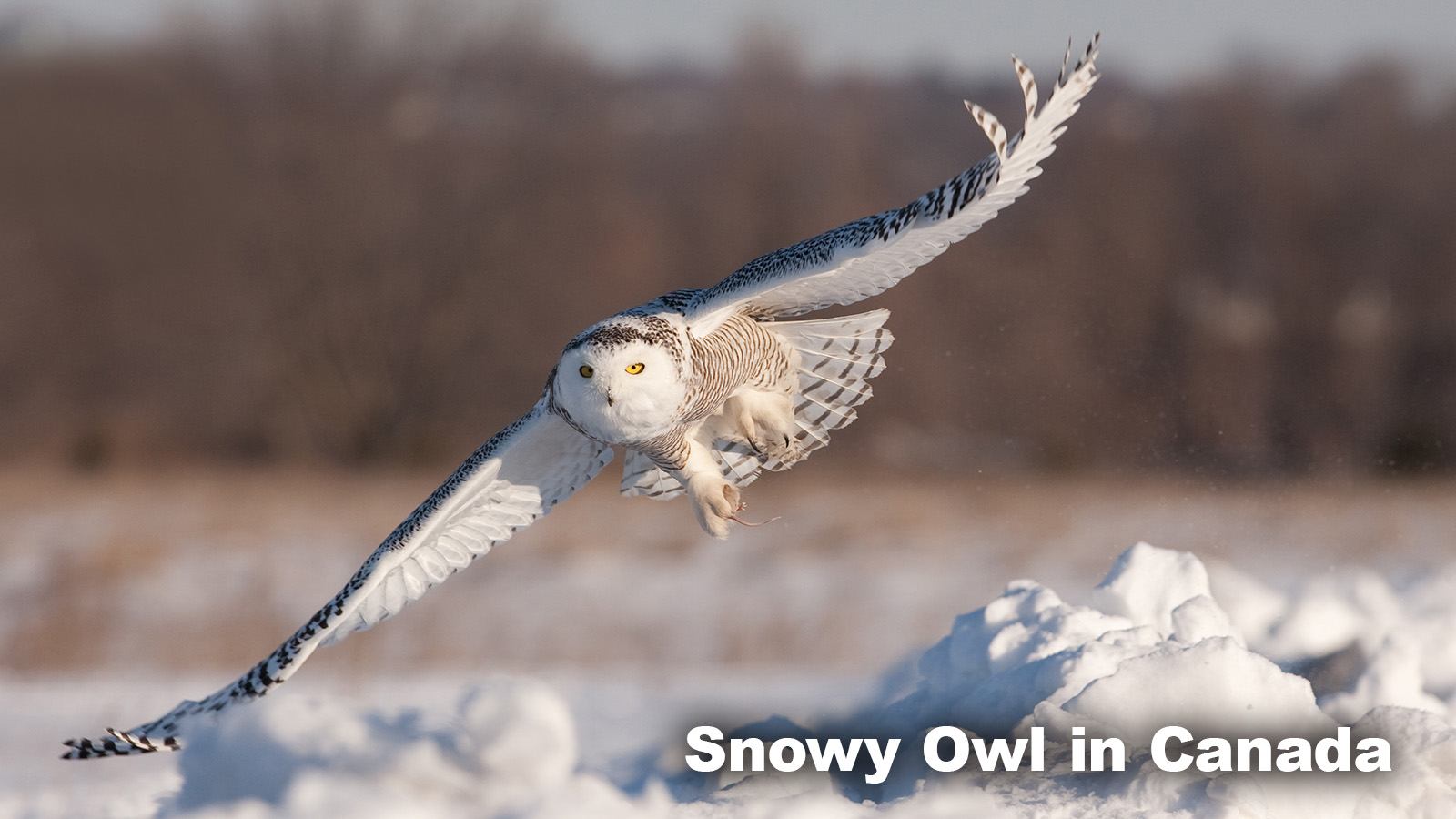 Snowy Owl in Tundra Biome