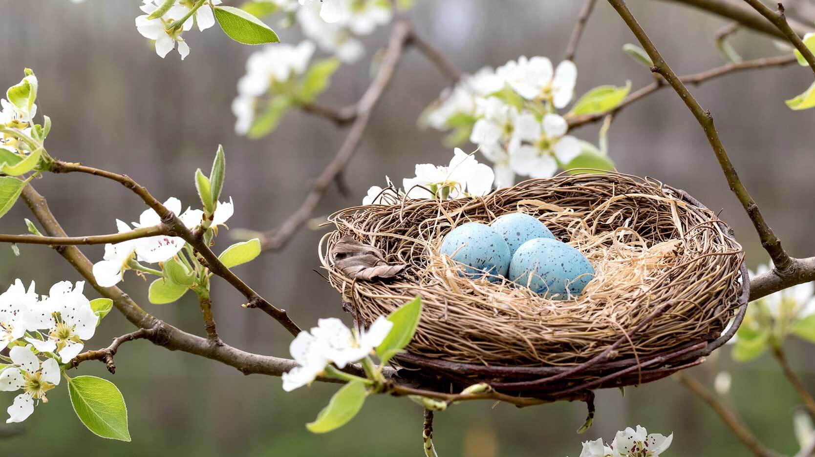 spring bird's nest with robin eggs