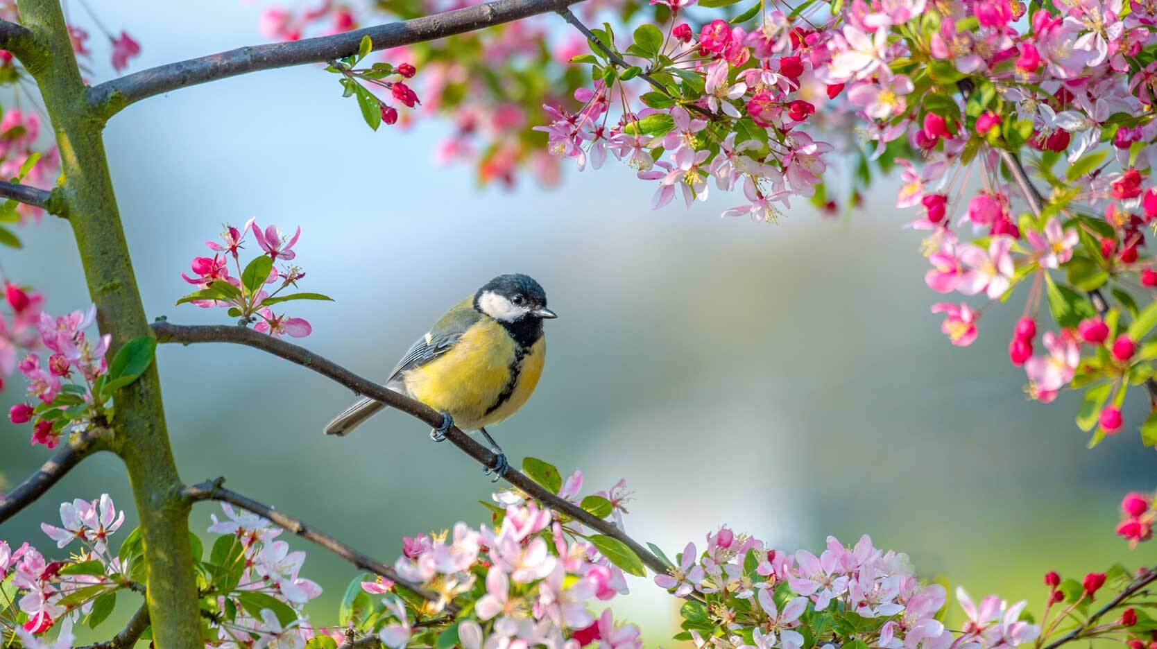spring blossoms and bird on branch