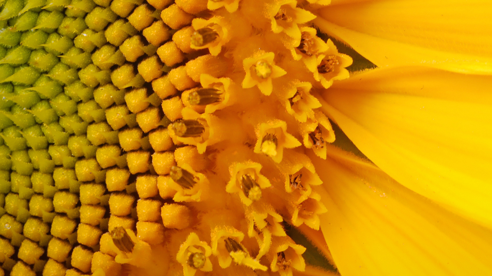 closeup of sunflower tiny flowers