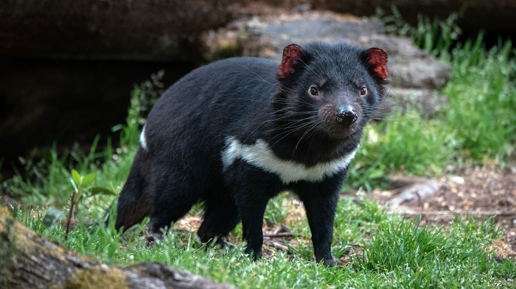 tasmanian devil is marsupial animal example
