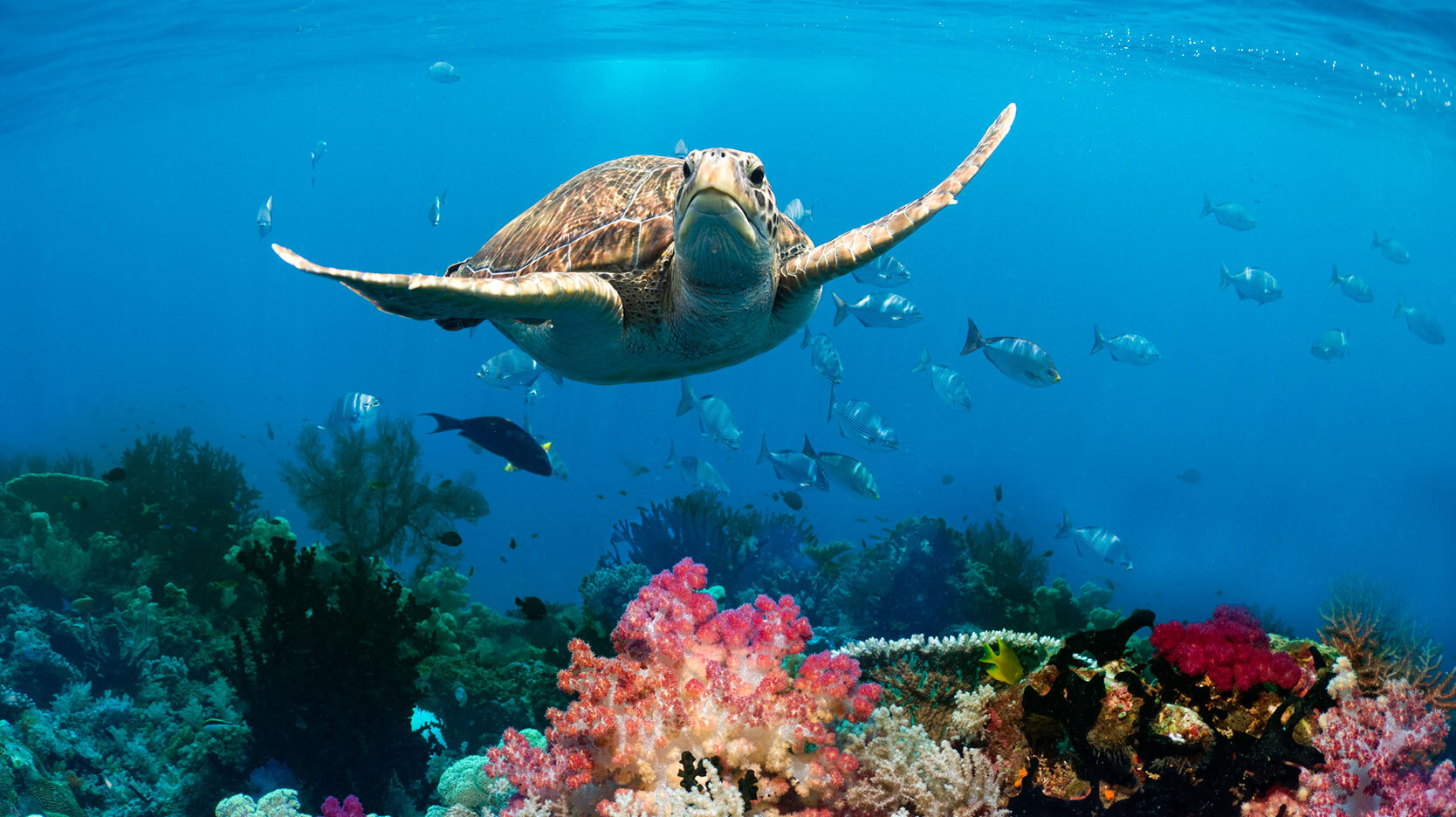 green turtle swimming over coral reef