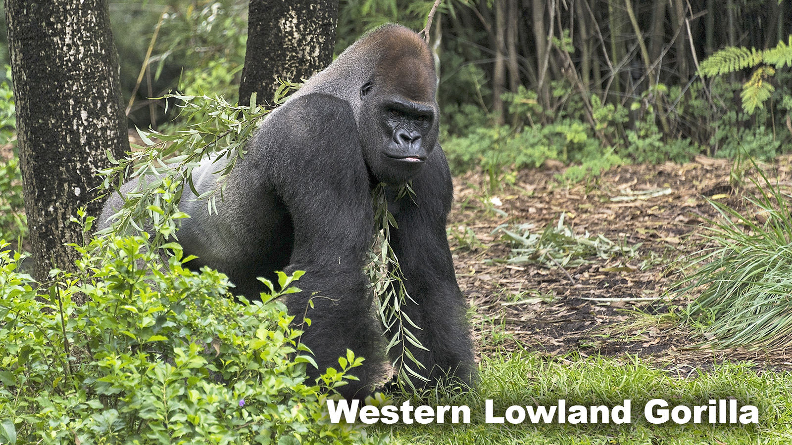 Rainforest Biome animal Western Lowland Gorilla