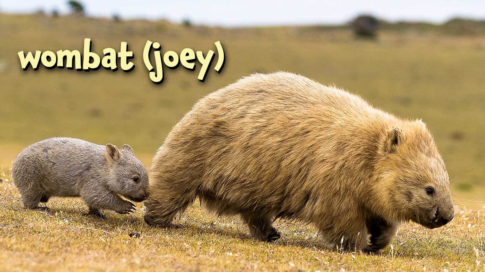 wombat joey
